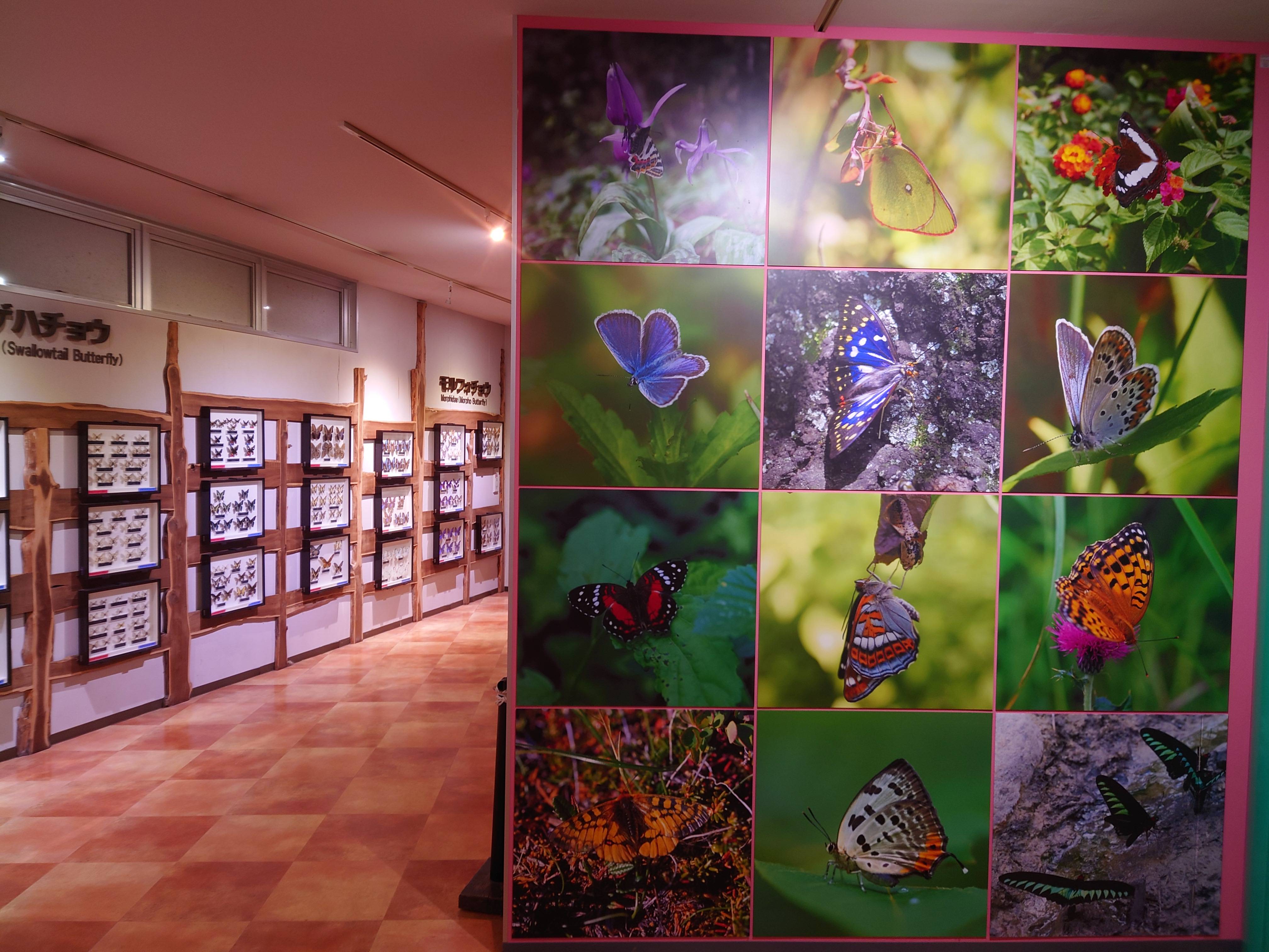 🦋 구라시키 시립 자연사 박물관 (구라시키시리츠시젠시하쿠부츠칸) 이미지 5